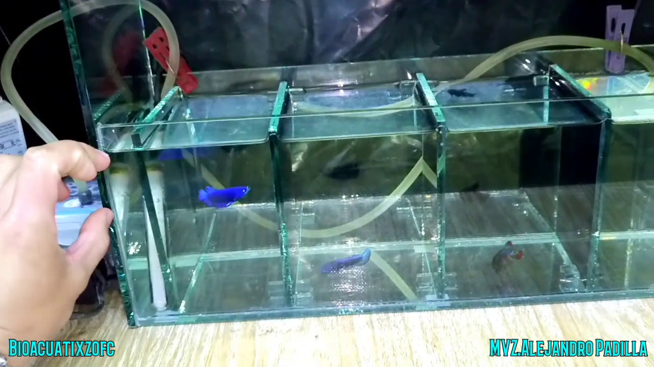 Preparación de bettas para reproducción
