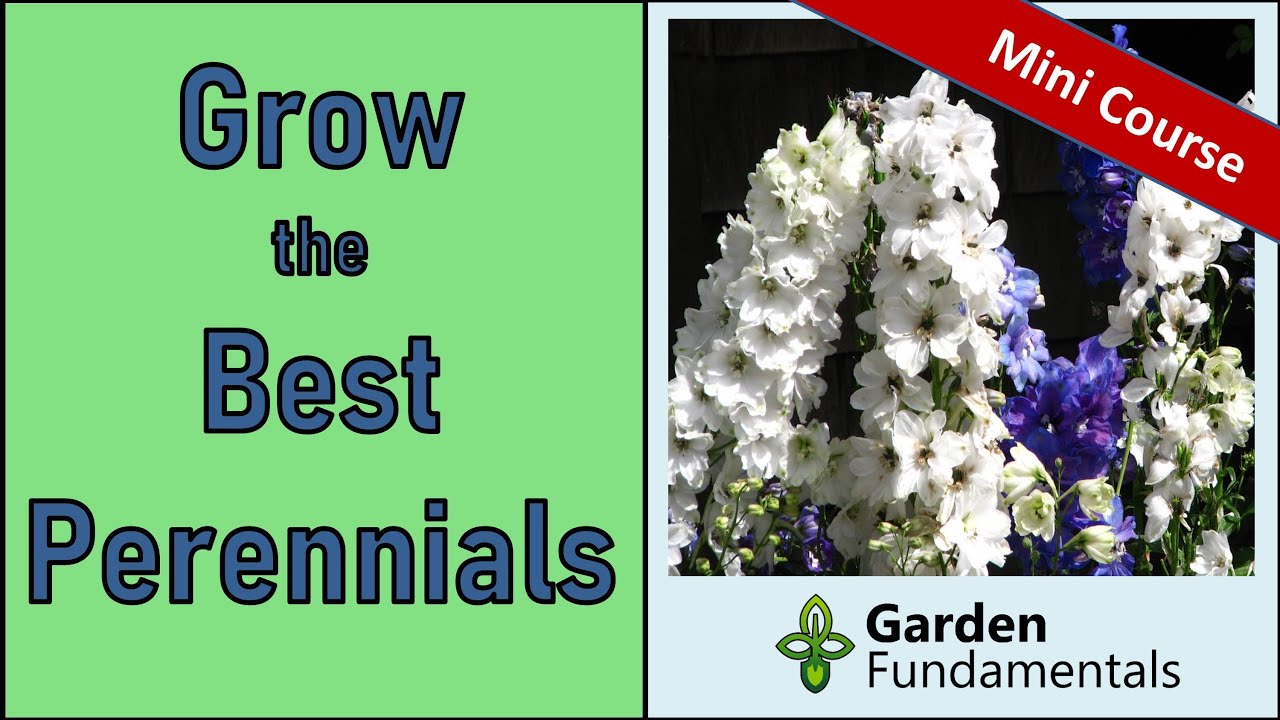 How to Grow The Best Perennials 🌸🌸🌸 Mini Course on Growing Perennials