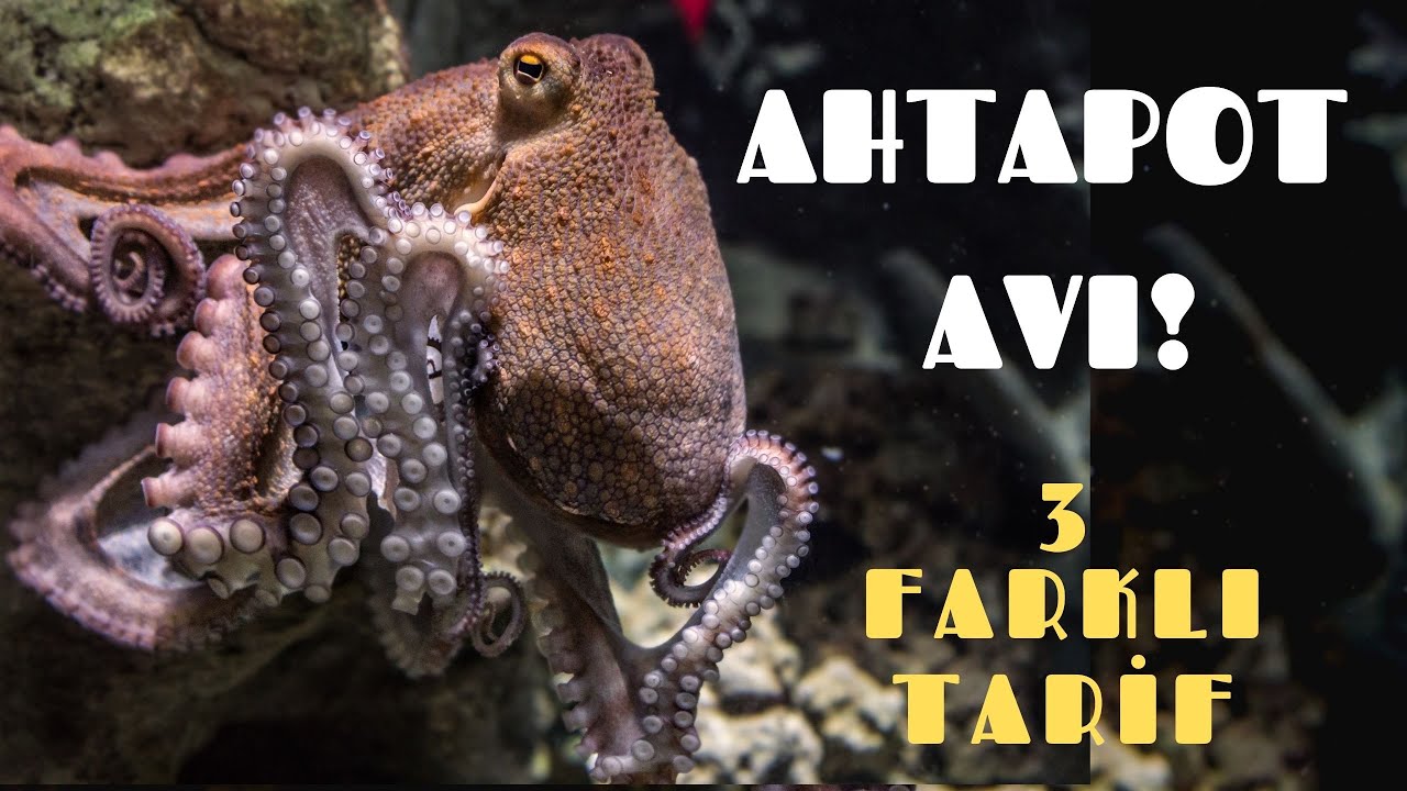 AHTAPOT AVI VE 3 FARKLI TARİF! YAKALA PİŞİR!