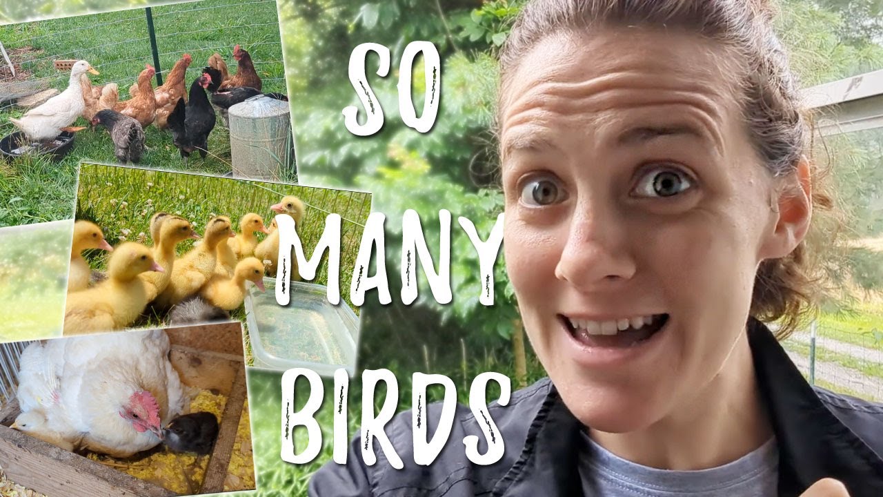 We got MORE hens!! || Ducks grow FAST when you aren't looking