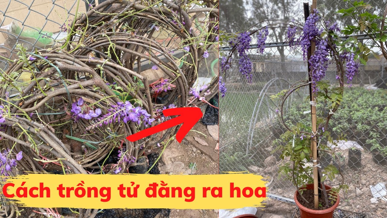 Tử đằng trồng mãi không ra hoa phải làm sao? Cách trồng tử đằng ra hoa liên tục đơn giản nhất