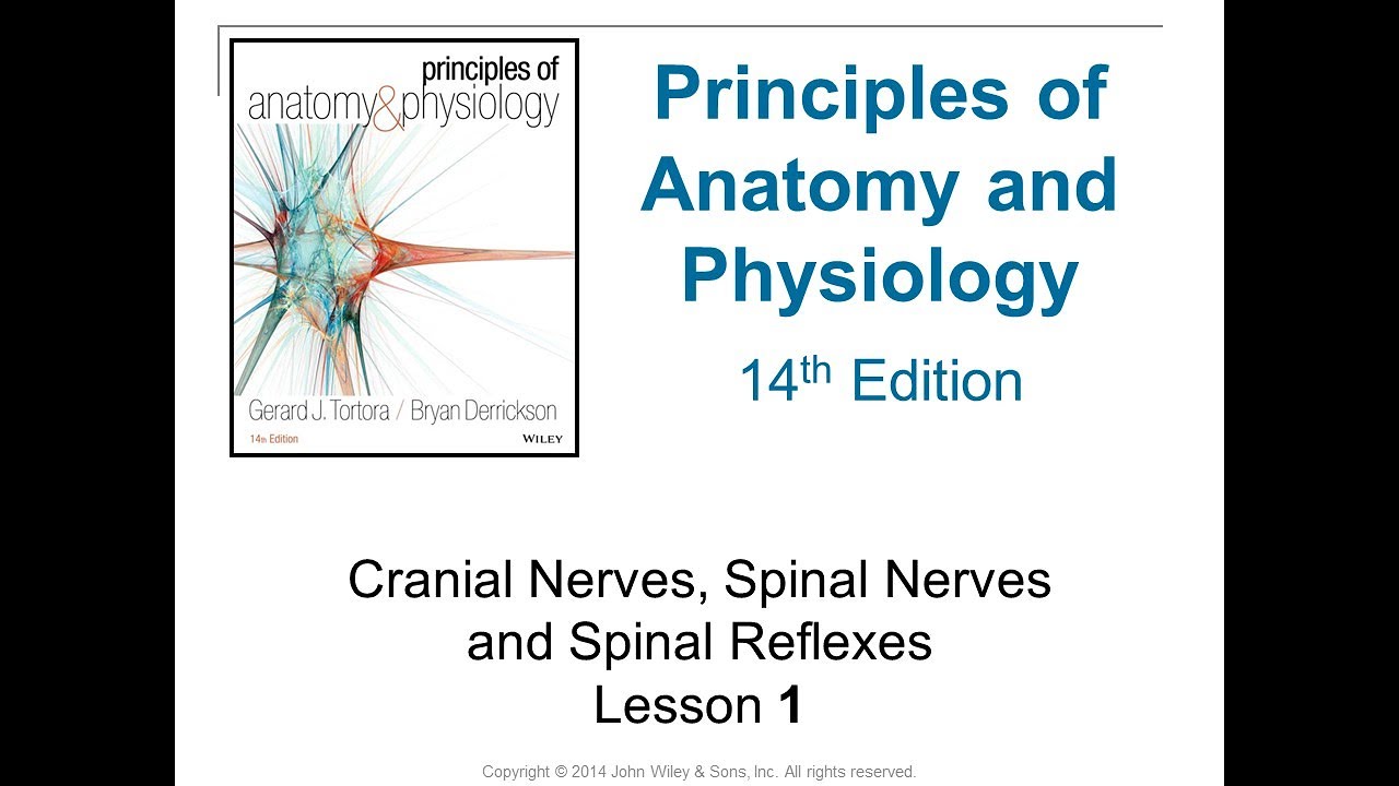 HAP101 F2020 14_1 Cranial and Spinal Nerves NARRATED