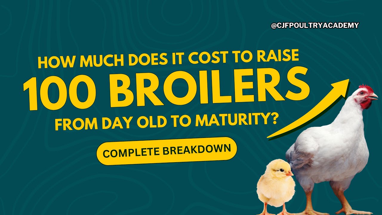 The Real Cost of Raising 100 Broilers from Day Old to Maturity | Full Cost Breakdown & Farming Tips
