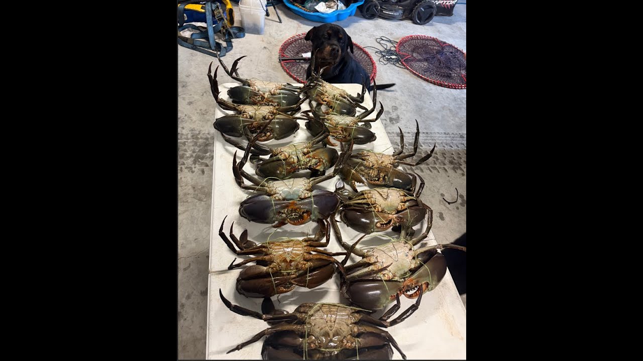 Massive Mud Crabs Mackay