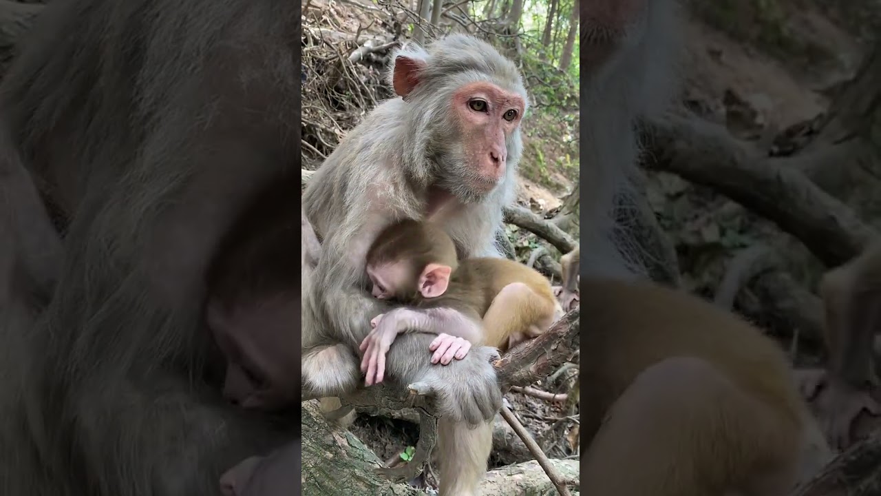 Rural Life of Monkeys power by @Animals-Life