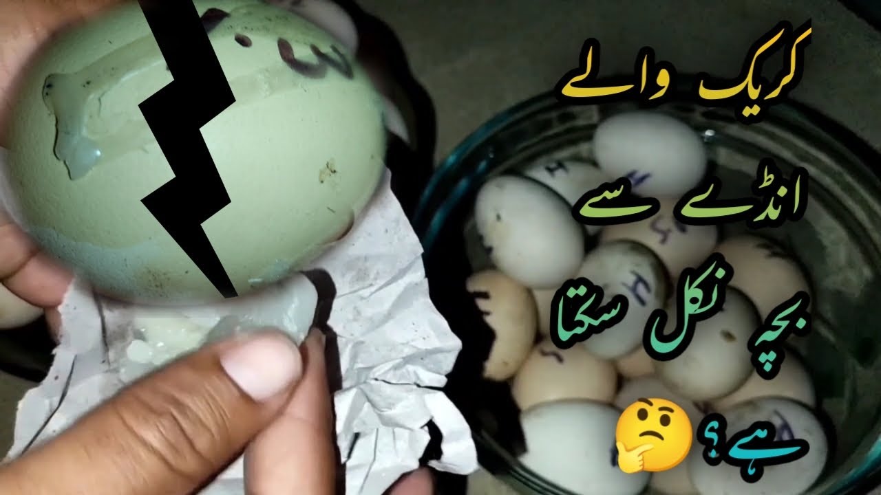 Cracked 🥚|Experiment|How to repair cracked egg|