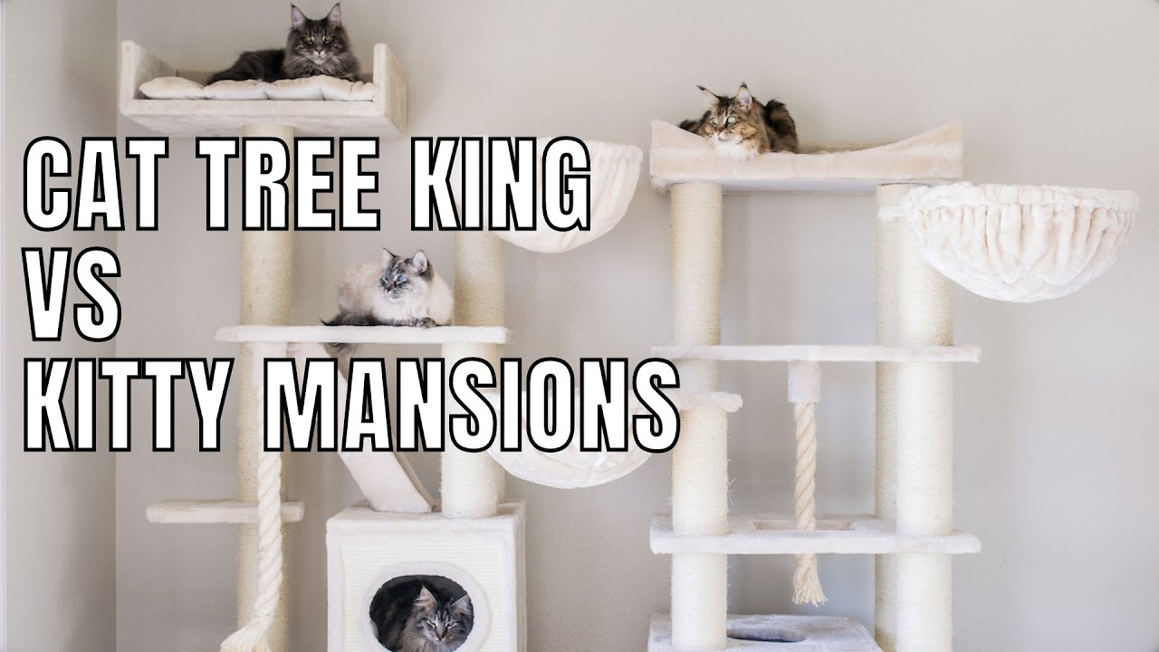 Cat Tree King vs Kitty Mansions Review