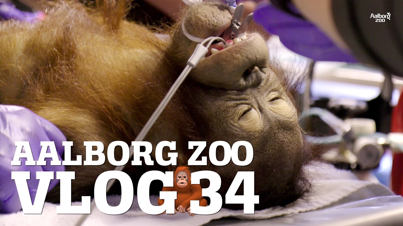 Orangutang skudt med bed&oslash;velsesgev&aelig;r | Dyre papeg&oslash;jer blev stj&aring;let fra Zoo | Aalborg Zoo VLOG 34 4K