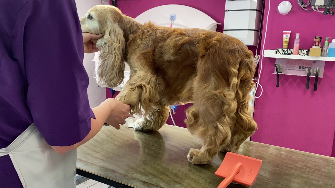 English Cocker Spaniel zuhause pflegen, Part V, bürsten, kämmen und zupfen