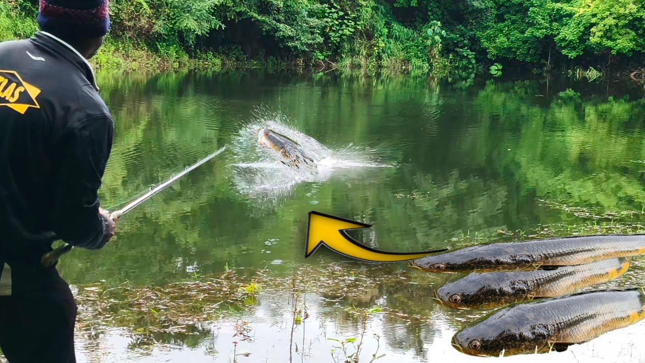  Snakehead Live attack, Secret spot for Murrel fish #fishing #murrelfish #fish #trending 