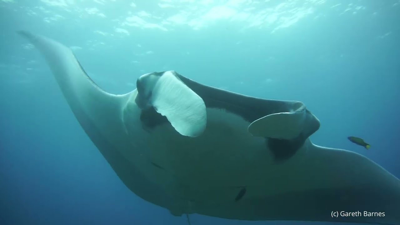 Oceanic Manta - Blue Magic, Raja Ampat 2026