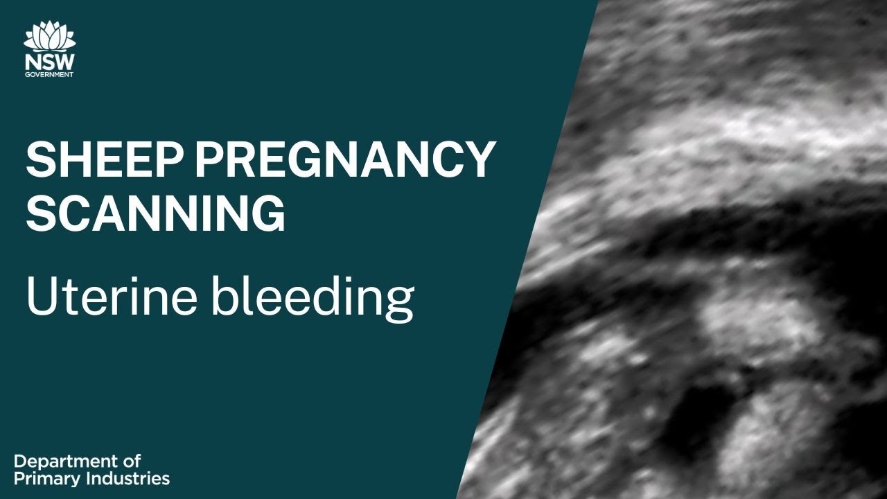 Sheep pregnancy scanning: Uterine bleeding