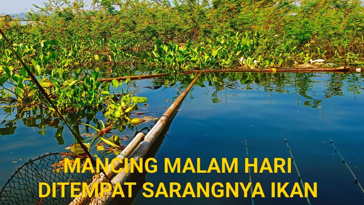 Mancing malam hari di tempat sarang ikan ❗spot gatget❗ mancing cirata terbaru 