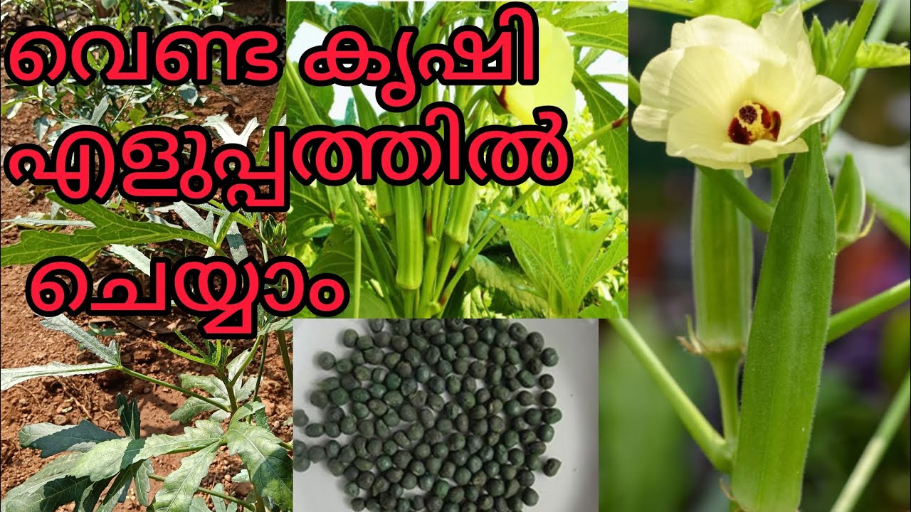 വീട്ടുമുറ്റത്തെ വെണ്ട കൃഷി/លេណា |Venda krishi|Bindi|Orka/Ladyfinger farming at home