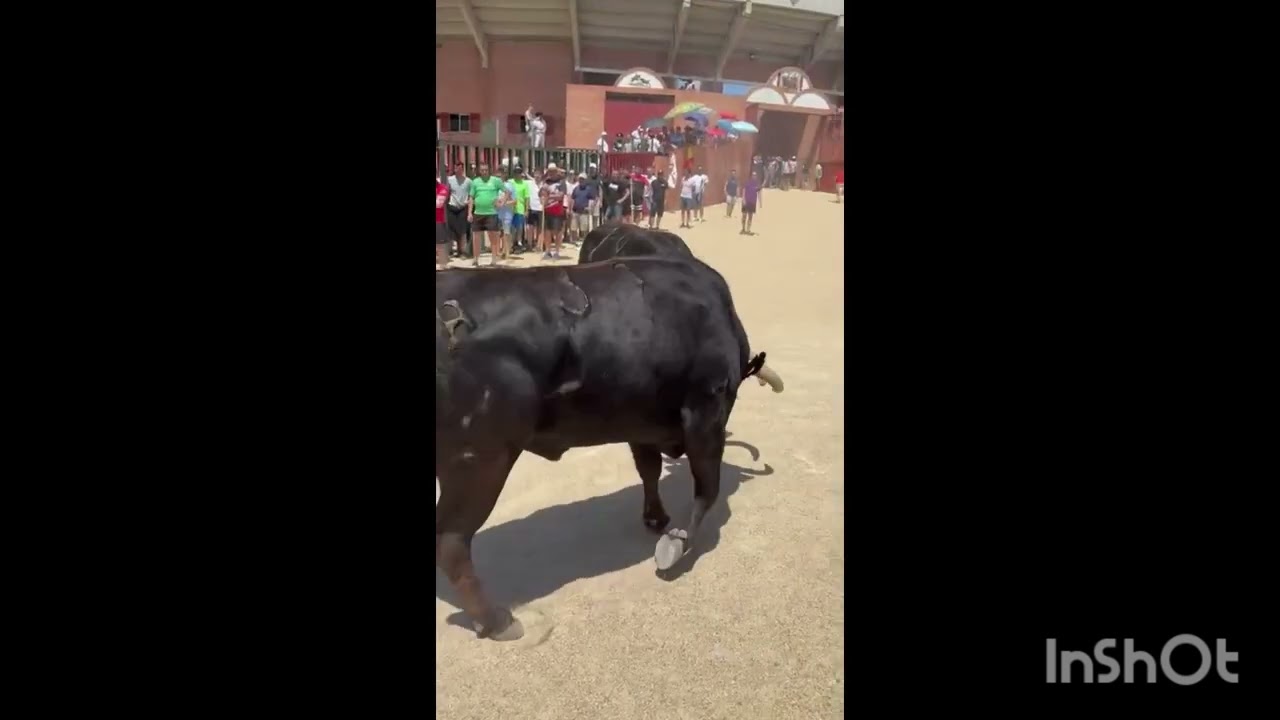 Toros y más toros FUENTESAUCO