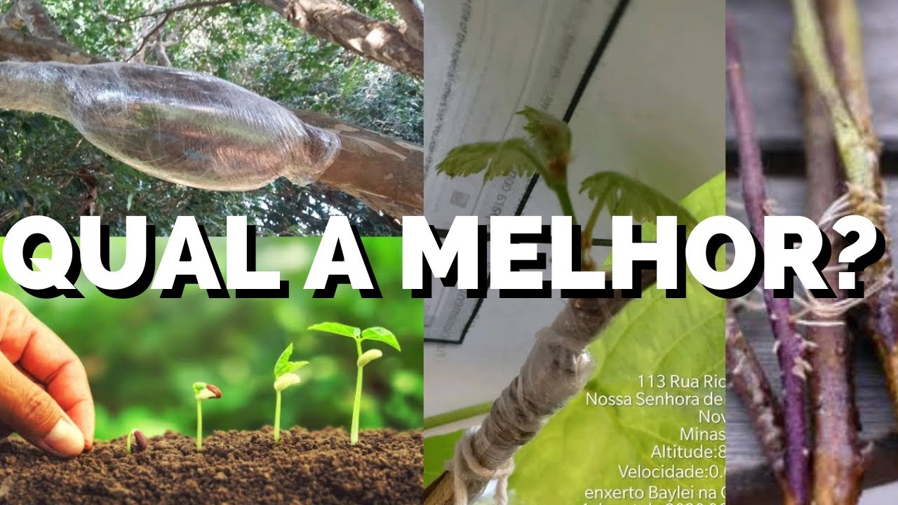 Diferença entre Alpo‎rquia, Estaquia, Enxertia e Sementes VANTAGENS E DESVANTAGENS ENTENDA FÁCIL!