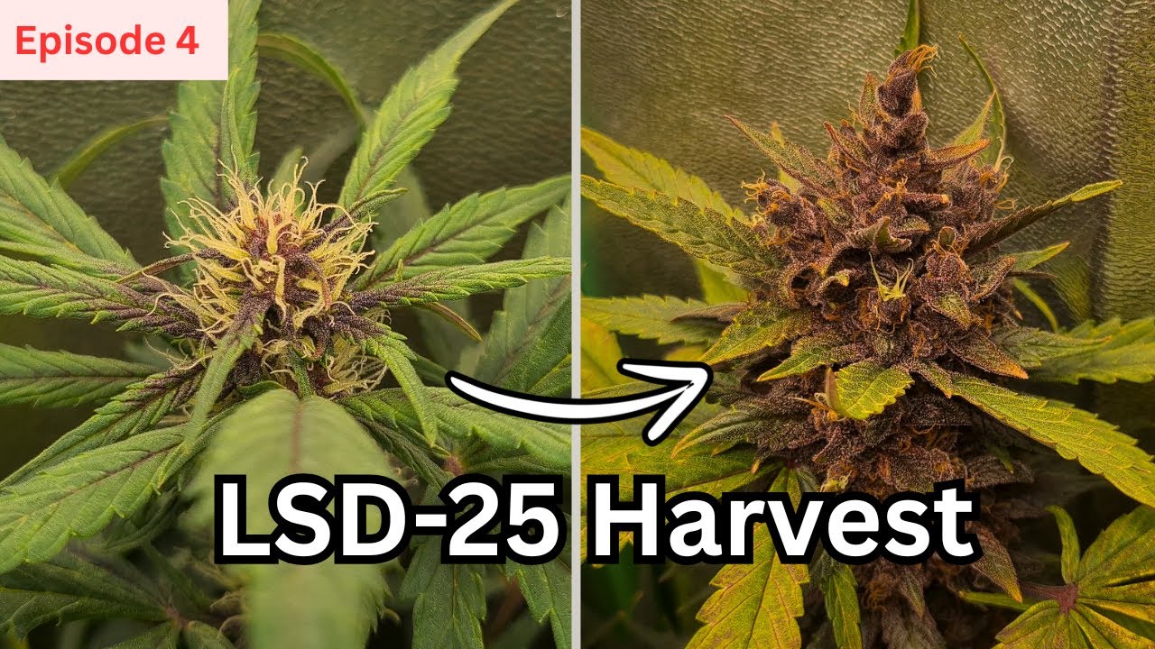 EP. 4 Final Harvest & Results | LSD-25 Autoflower Grow by FastBuds