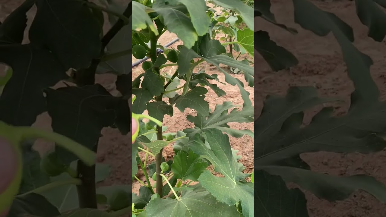 زراعة التين داخل البيوت المحميه تين محميات