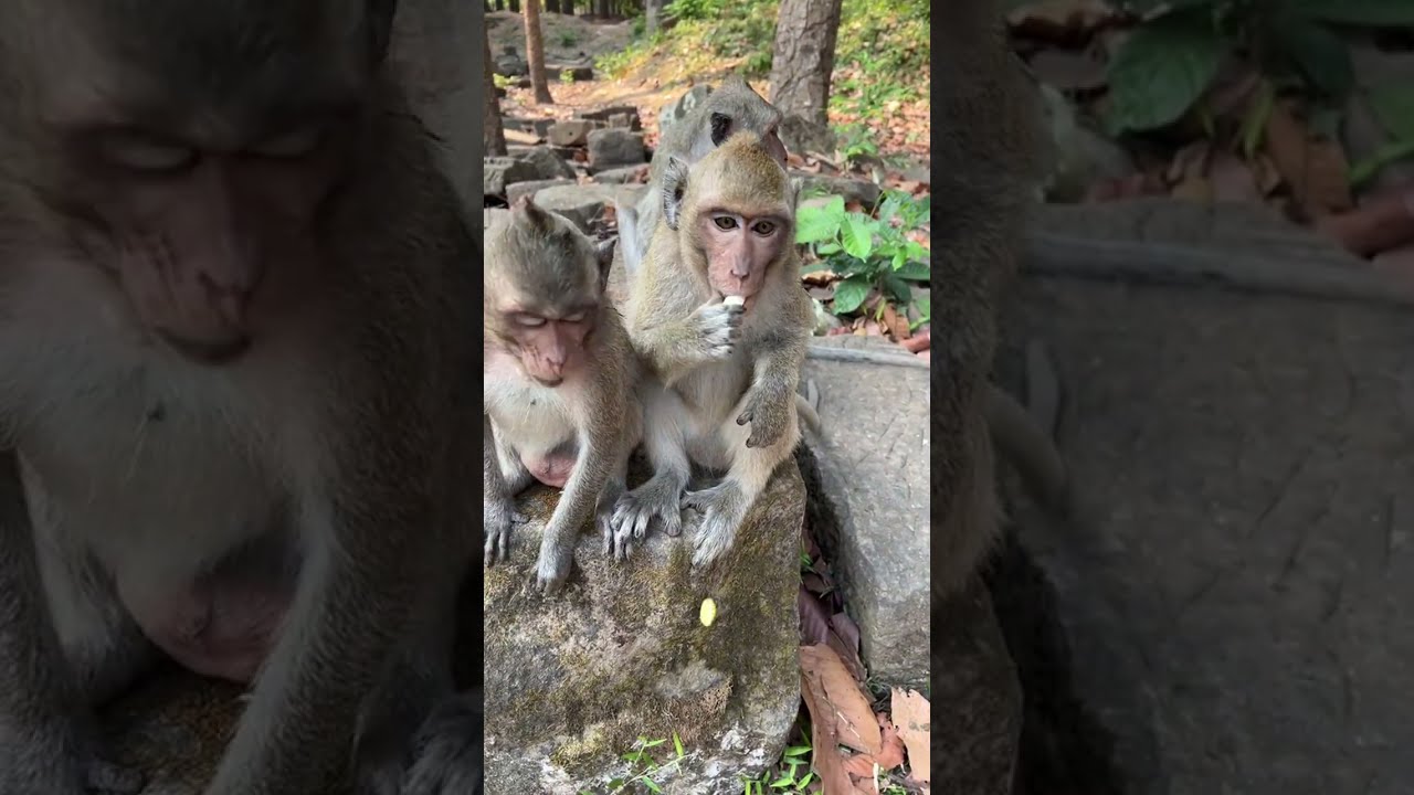 Monkey Tribe is live! Good morning from our beloved monkeys