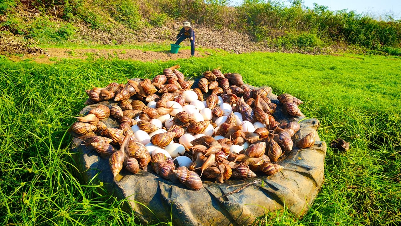 WOW Finding Thousands of giant snails & eggs in the dry river