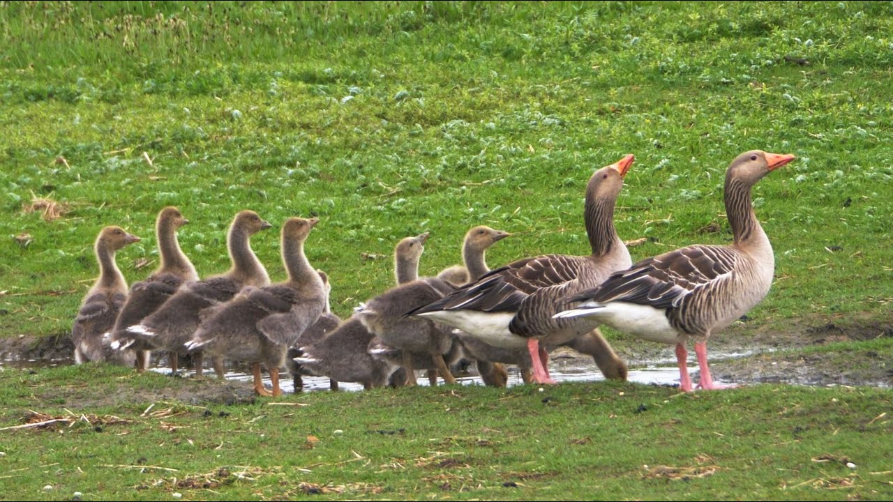 Greylag Goose Family with 11 Goslings