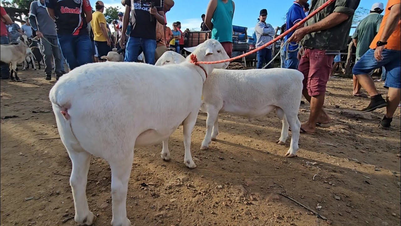 Feira do bode carneiro ovelhas e cabras na vila Jerimum T.N-PE 18/05/2025