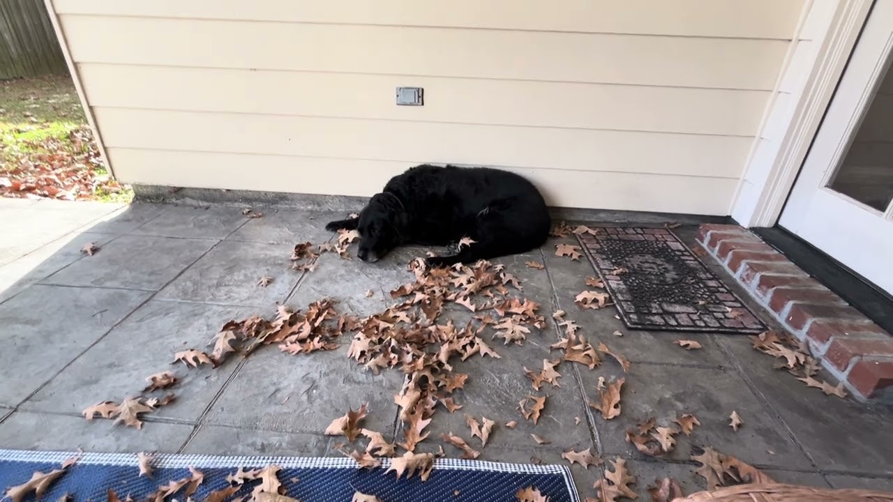 Shadow Relaxing Outside - ASMR