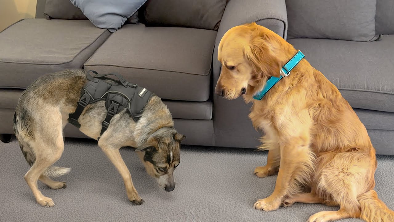 She was at her Breaking Point… Until she met our Golden Retriever