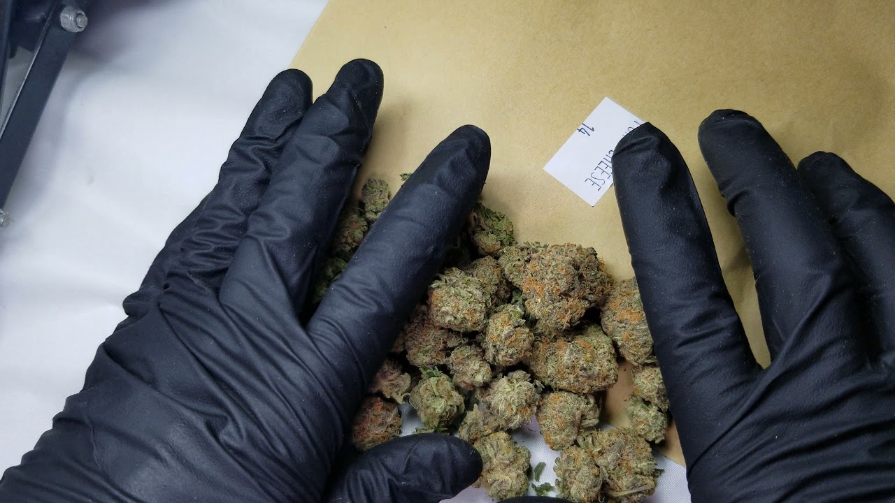 Purple Cheese Cannabis Strain (unboxing)
