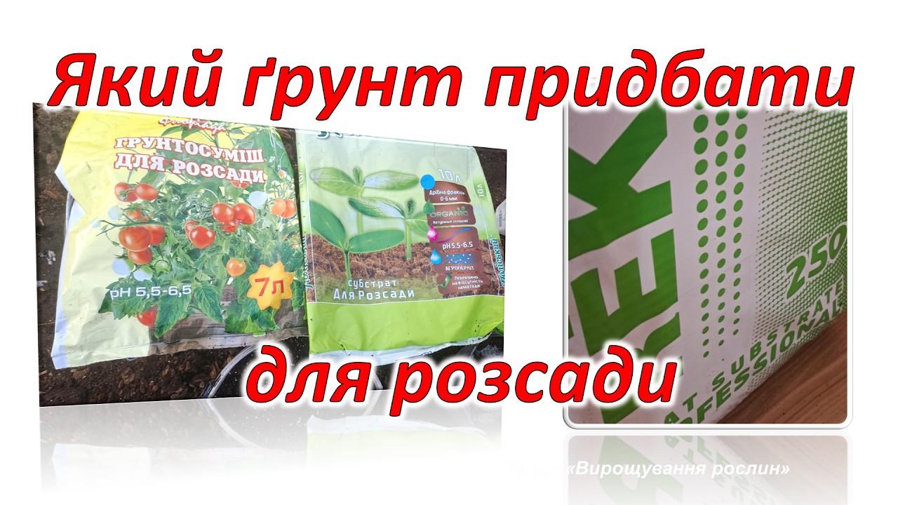 В який грунт посадити розсаду?