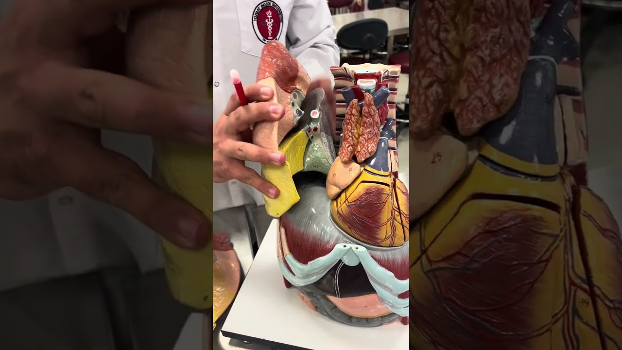 Akciğerler ve Diaphragma Anatomisi