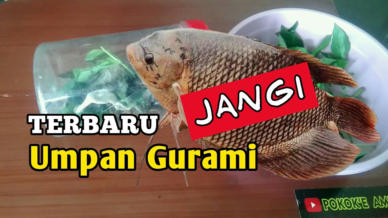 Terbaru‼️ Umpan Ikan Gurame jangkrik Kemangi (JANGI)