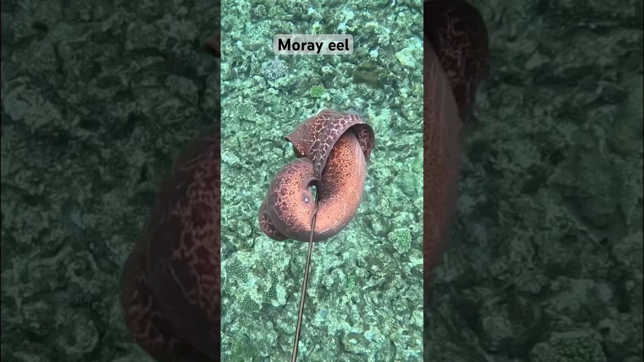 We like to eat moray eel for dinner 🍽️#spearfishing #fisherman