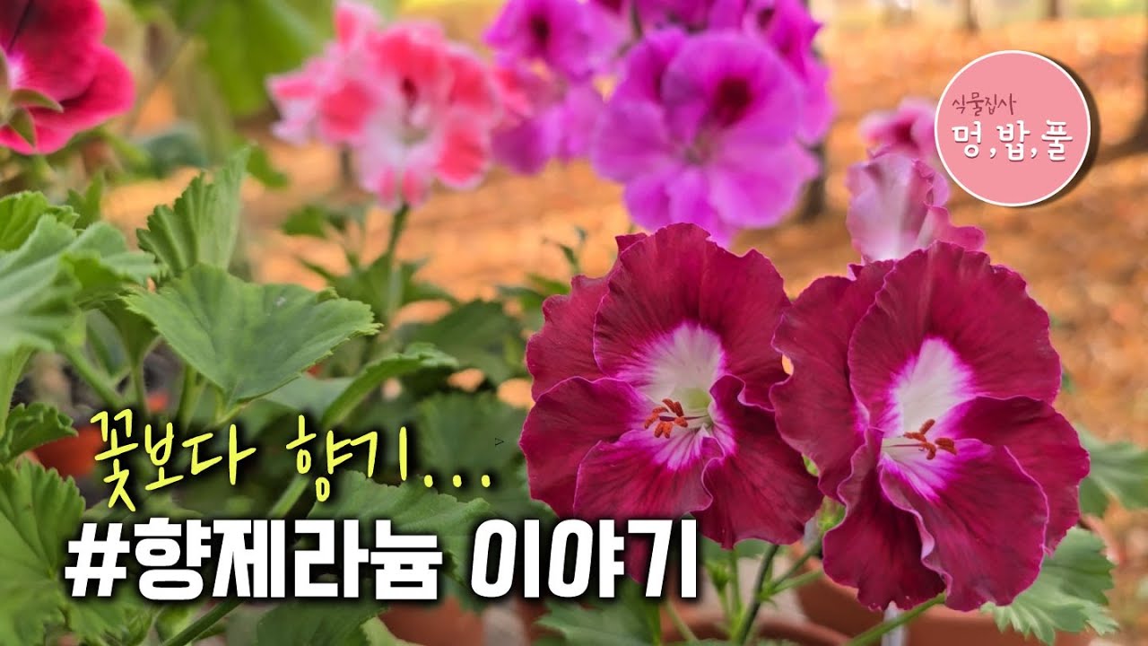 제라늄,향기제라늄 #센티드제라늄 #시도이데스 #페퍼민트제라늄 #라임제라늄 #레몬제라늄