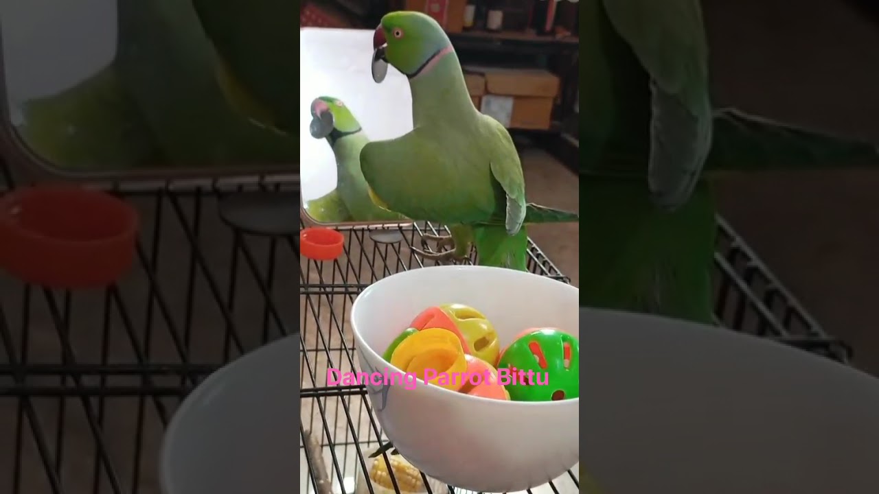 Let's enjoy my fun ❤️🦜