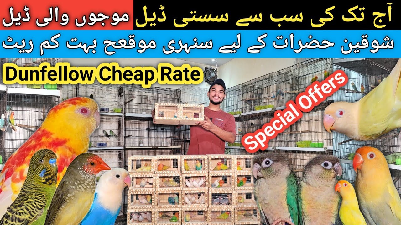 Bohot Kam Rates Pa Deal Agai | Dunfellow Opline , Auqa , Opline Palefellow | #birdsentertainment
