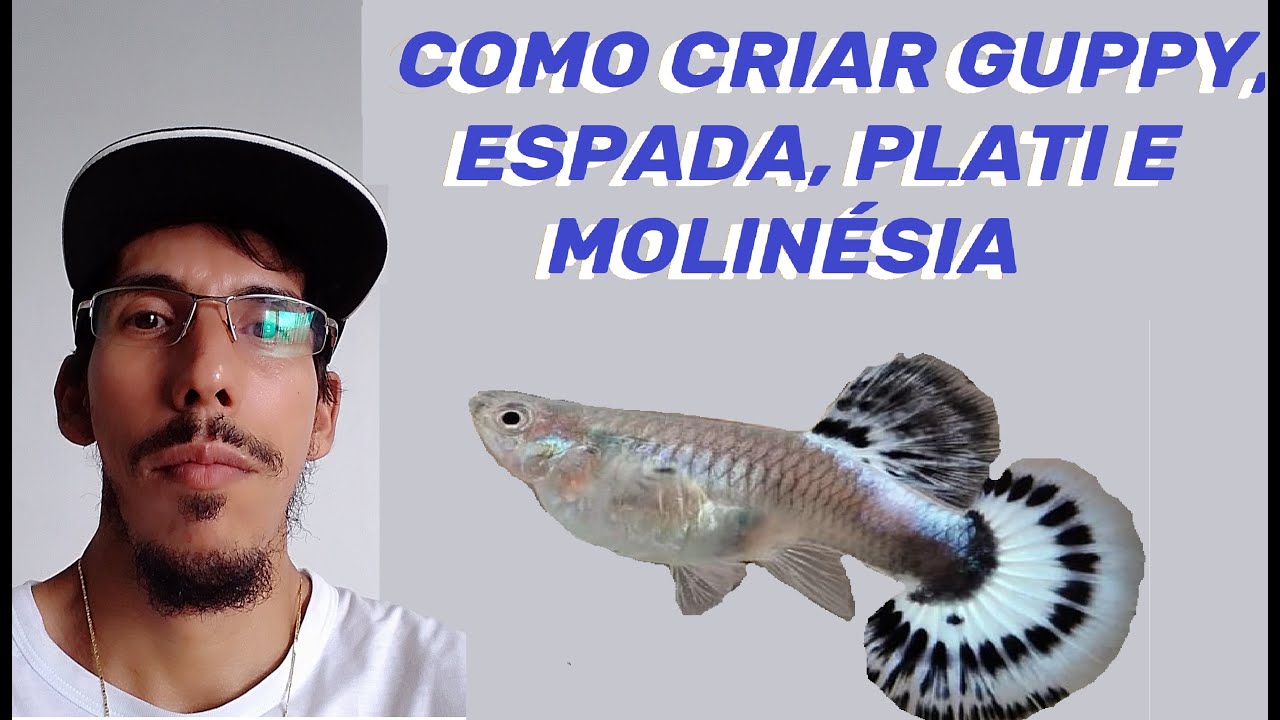 COMO CRIAR GUPPY, ESPADA , PLATI E MOLIN&Eacute;SIA