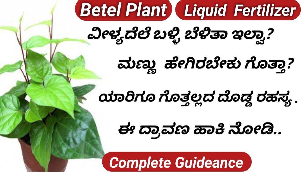 How to Grow Betel Plant at Home/betel plants growing from cuttings/ವೀಳ್ಯದೆಲೆ ಬಳ್ಳಿ ಬೆಳೆಸುವುದು ಹೇಗೆ?
