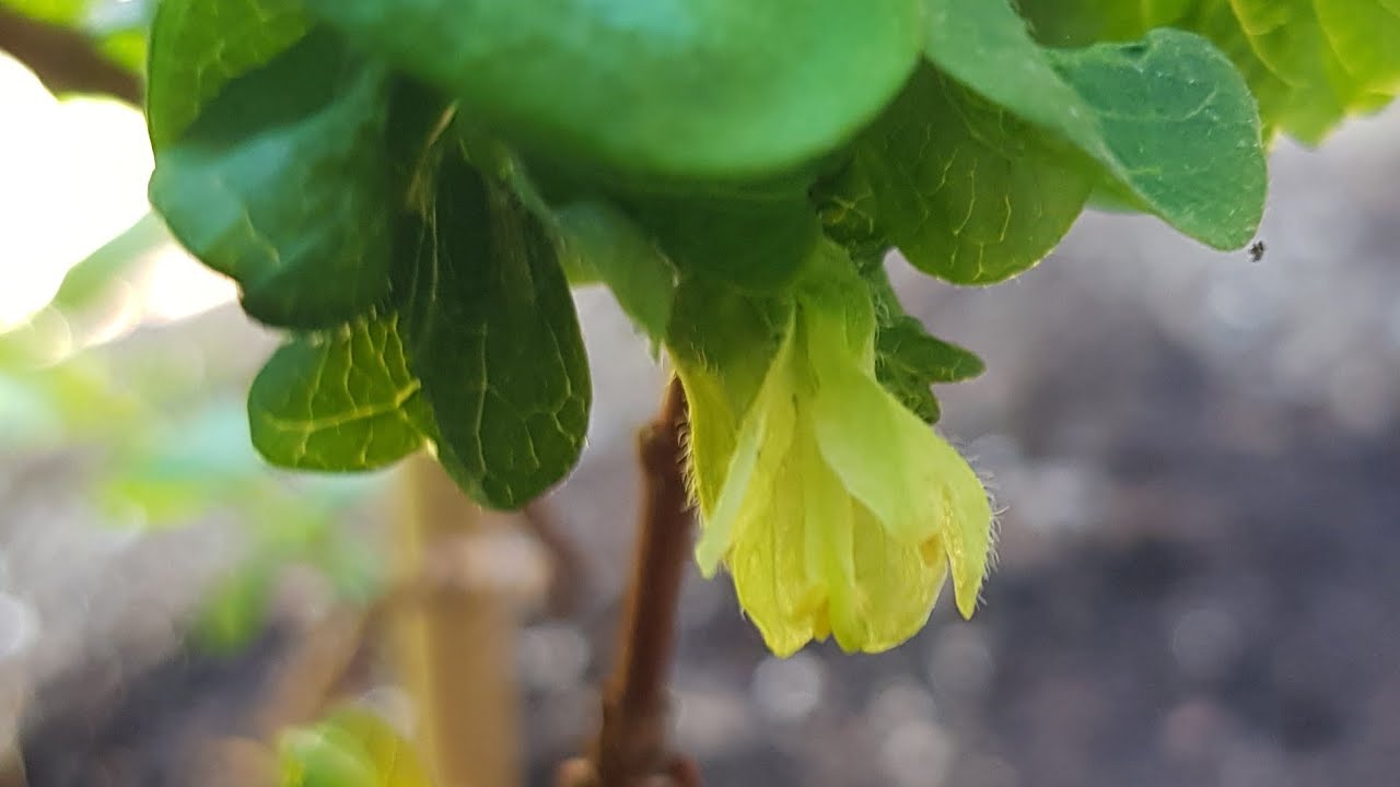 Honeyberries (or Haskaps): they are flowering within two months of planting them.