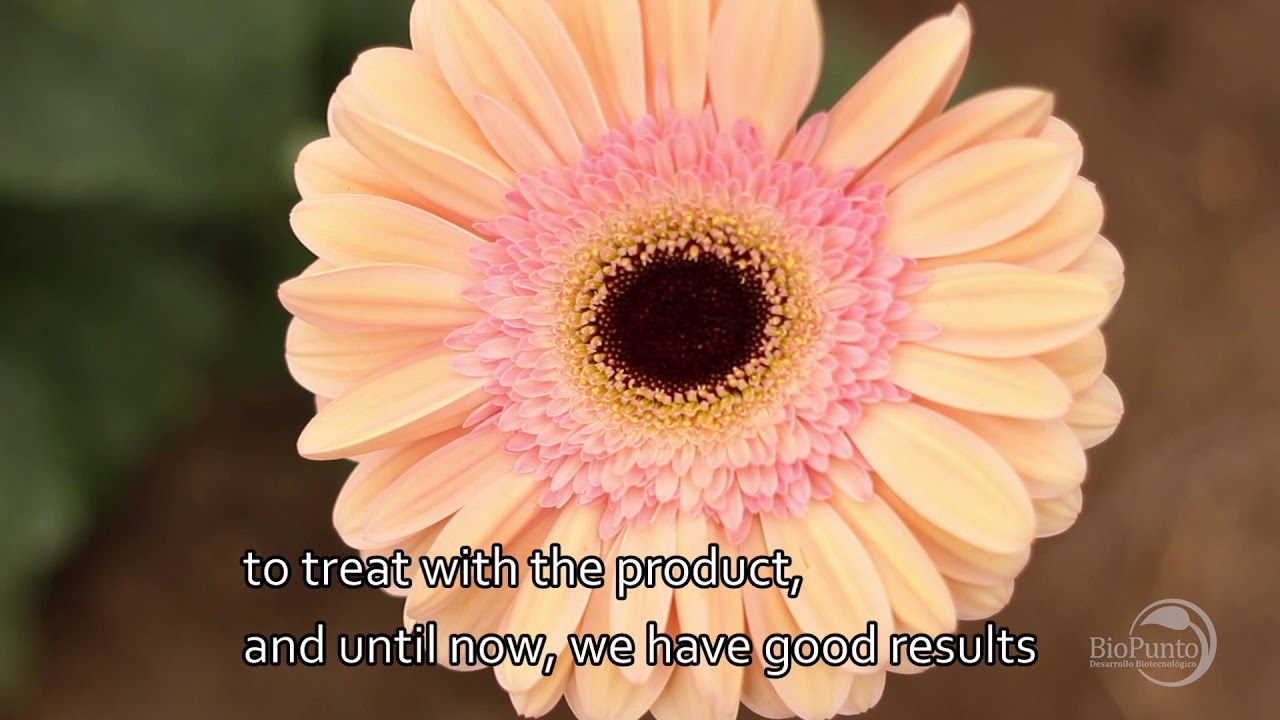 Gerbera Flower Cultivation