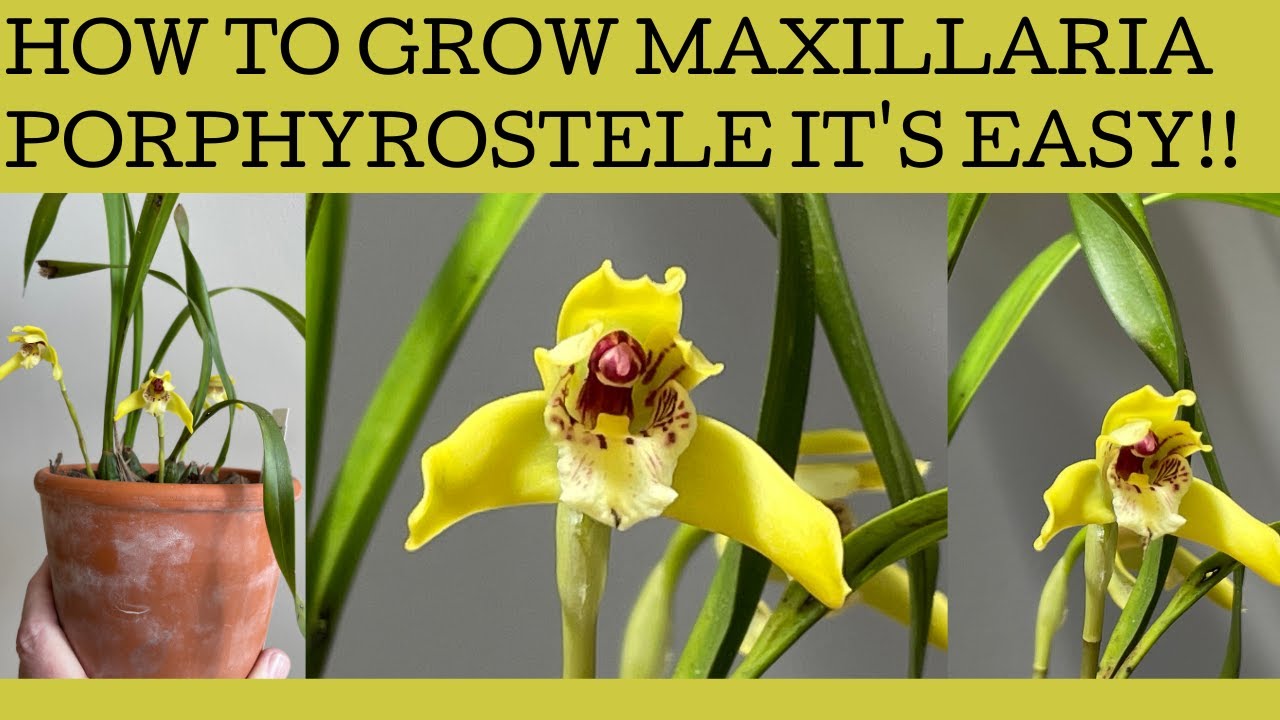 How to grow Maxillaria porphyrostele: mine has burst into bloom so let's talk basic care!