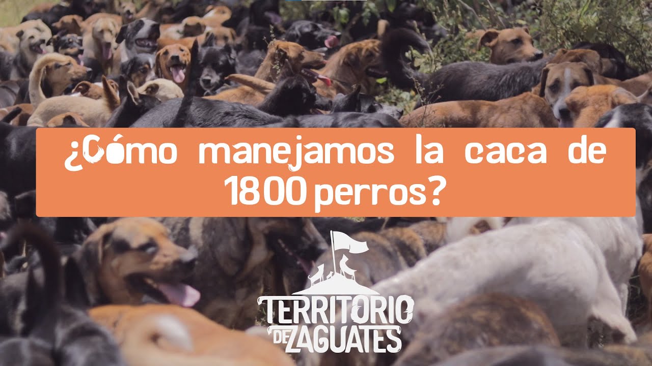¿Cómo manejamos la caca de 1.800 perros?