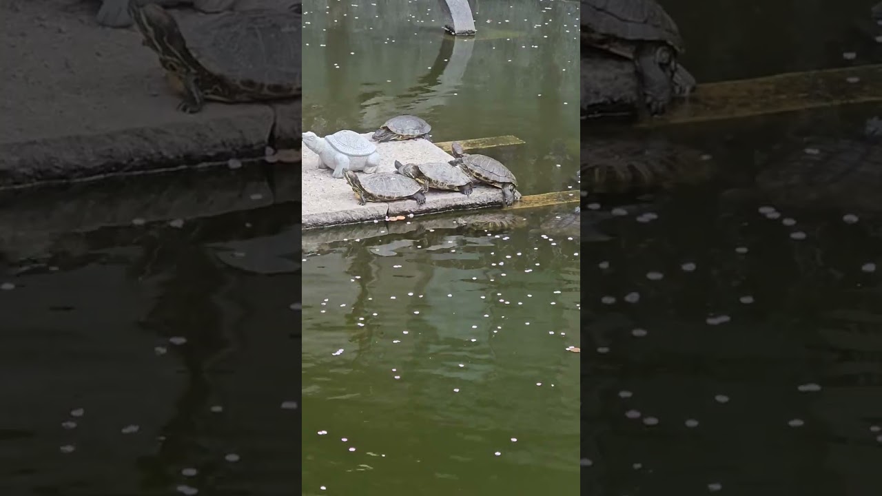 春陽気 星合池の 水ぬるみ 甲羅干す亀 まどろみており♪🐢の巻き。