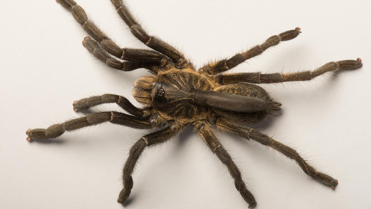 Ceratogyrus attonitifer - new horned baboon spider from Angola