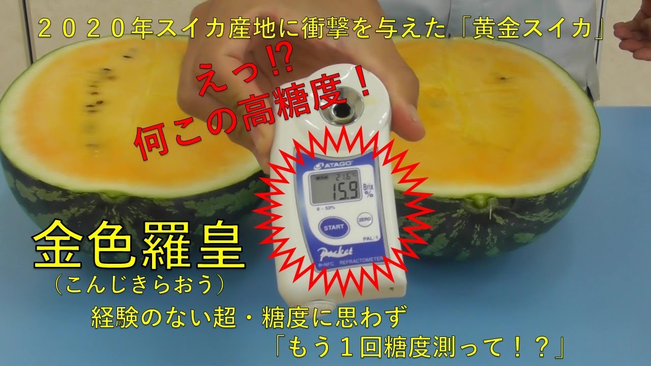 金色羅皇(こんじきらおう)　黄金果肉色の超・糖度スイカ　マツコの知らない世界