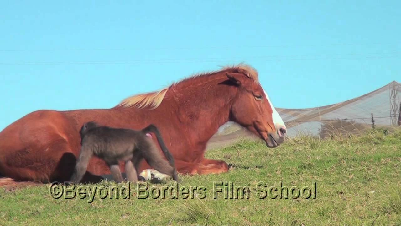 The Incredible Bond by Rebecca Ziegler