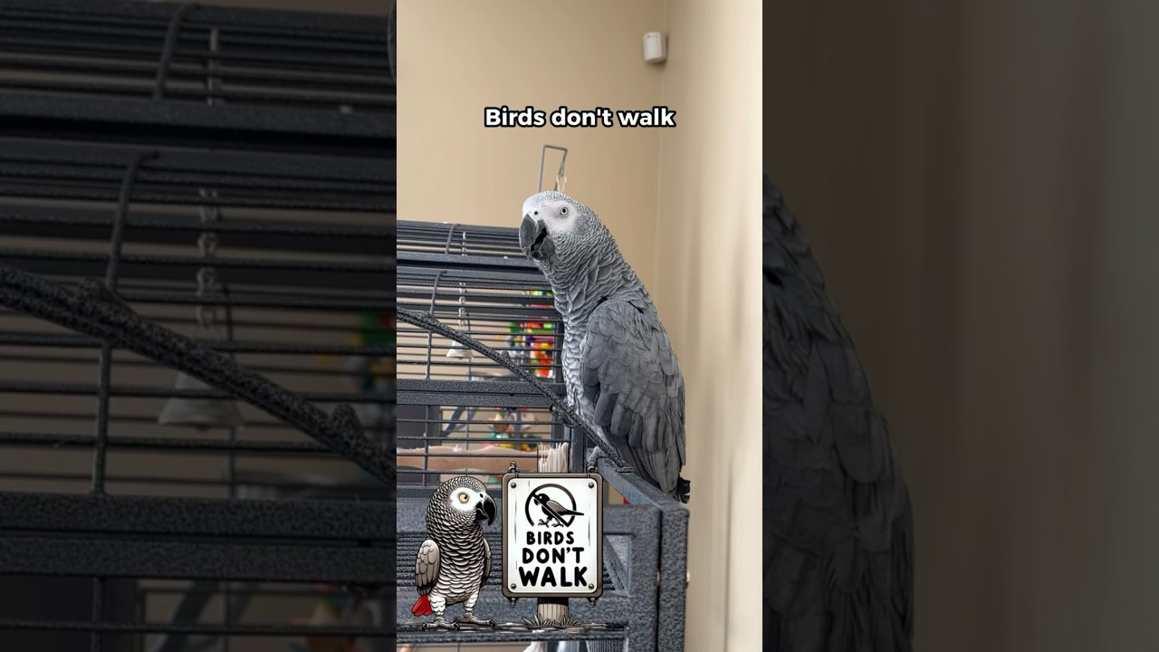 Birds Don&rsquo;t Walk&hellip; They Eat what? 😳#talkingparrot #africangrey