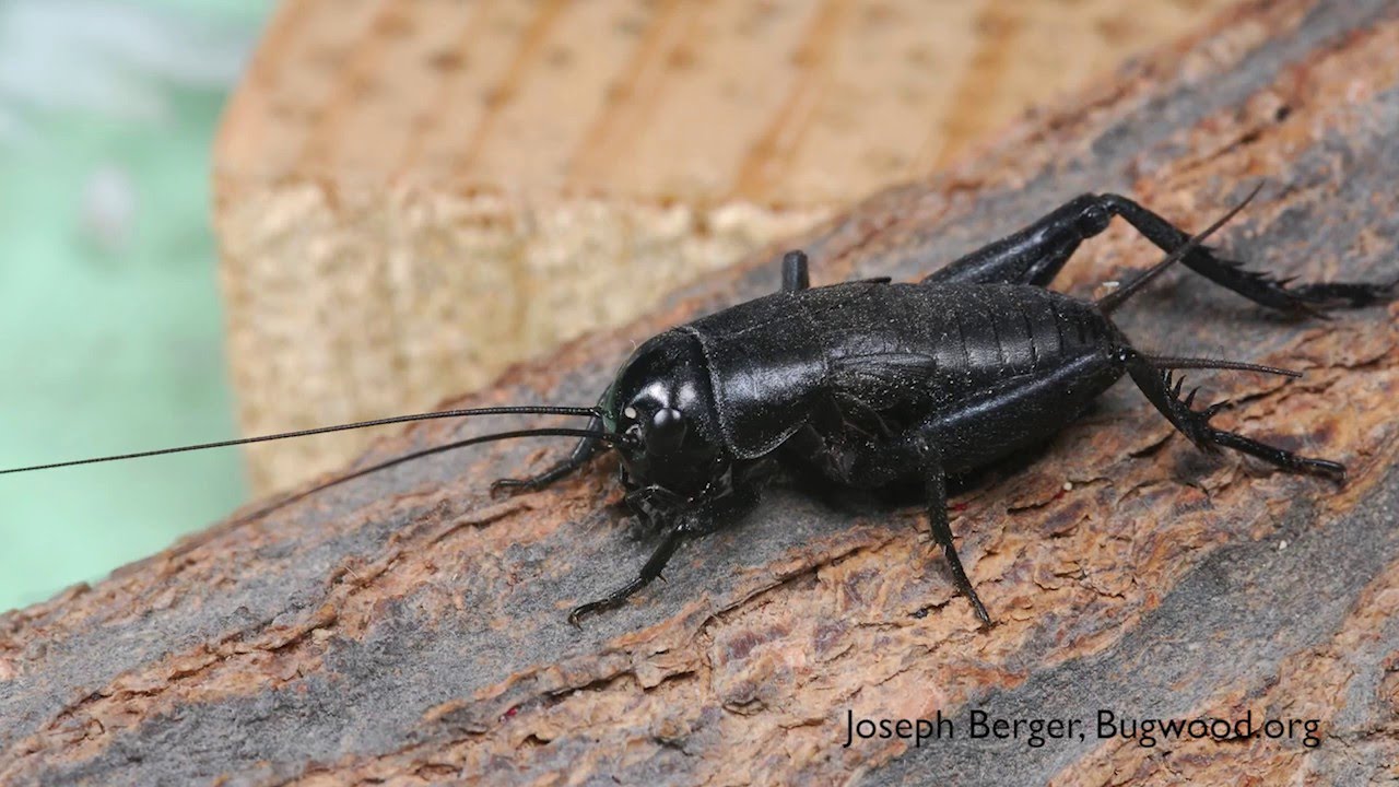 How to Get Rid of Crickets - DIY Pest Control