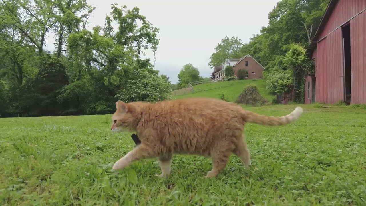 Queen cat patrols her farm!