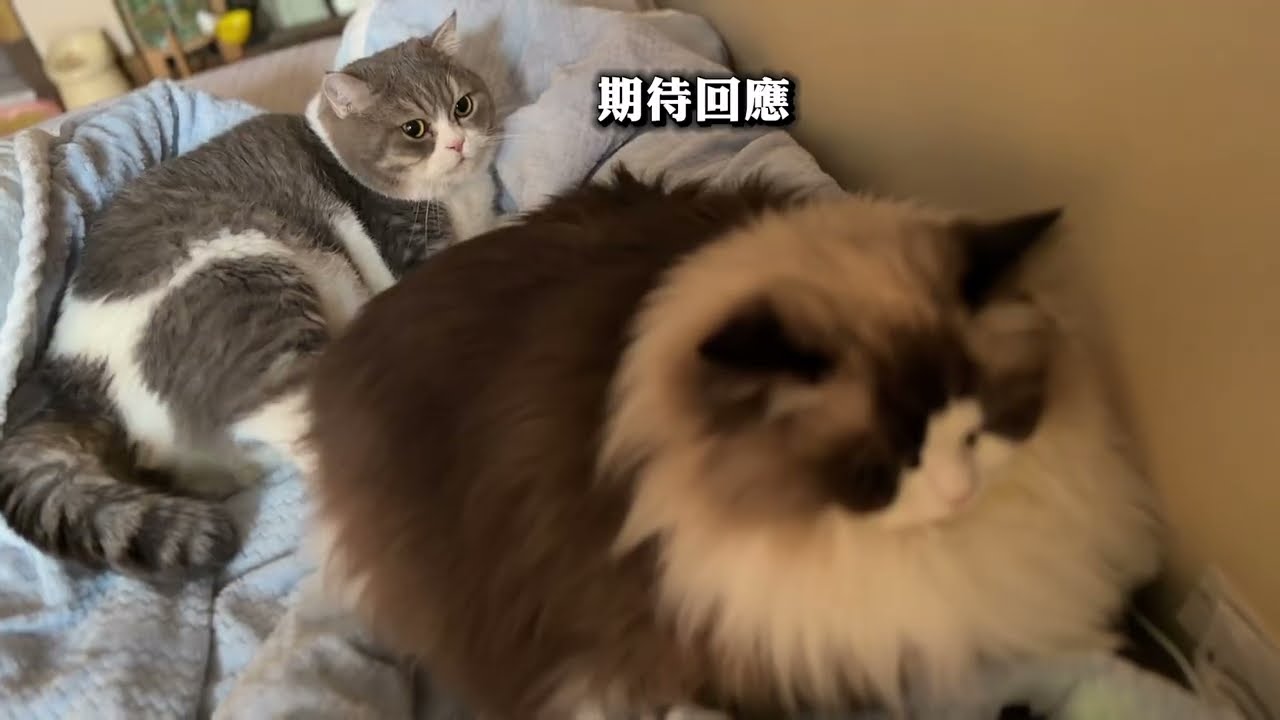 貓咪起床化身按摩師 爆笑對話 弟弟舒服到煲茶咕嚕咕嚕嫌三嫌四🤣